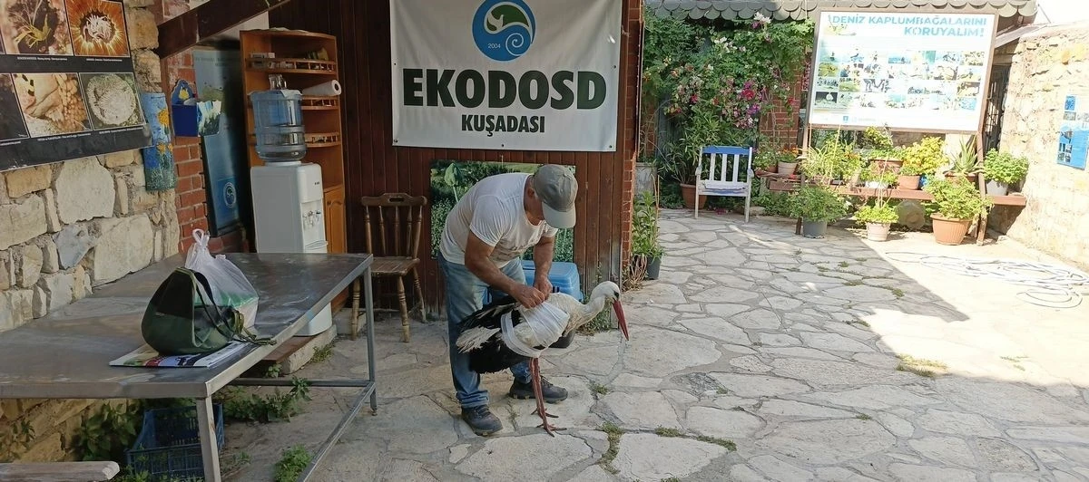 Kamyon çarpan leylek tedavi altına alındı, Başkan Sürücü ’dikkat’ çağrısı yaptı
