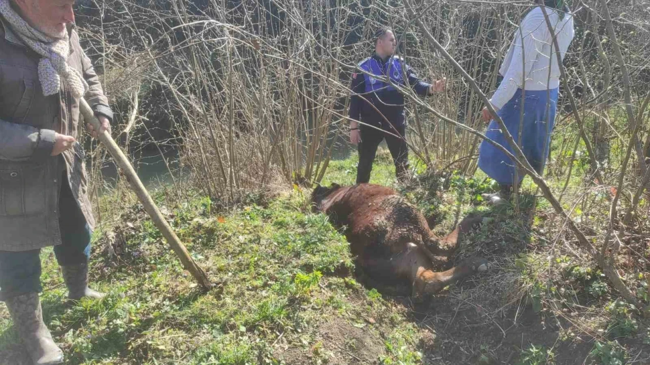 Kanala d&uuml;şen ineği zabıta kurtardı
