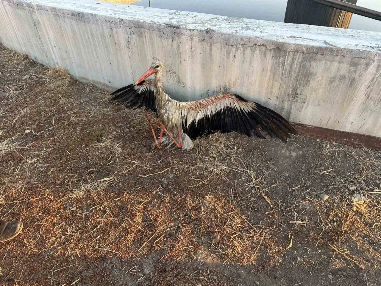 Kanala d&uuml;şen leyleği itfaiye kurtardı
