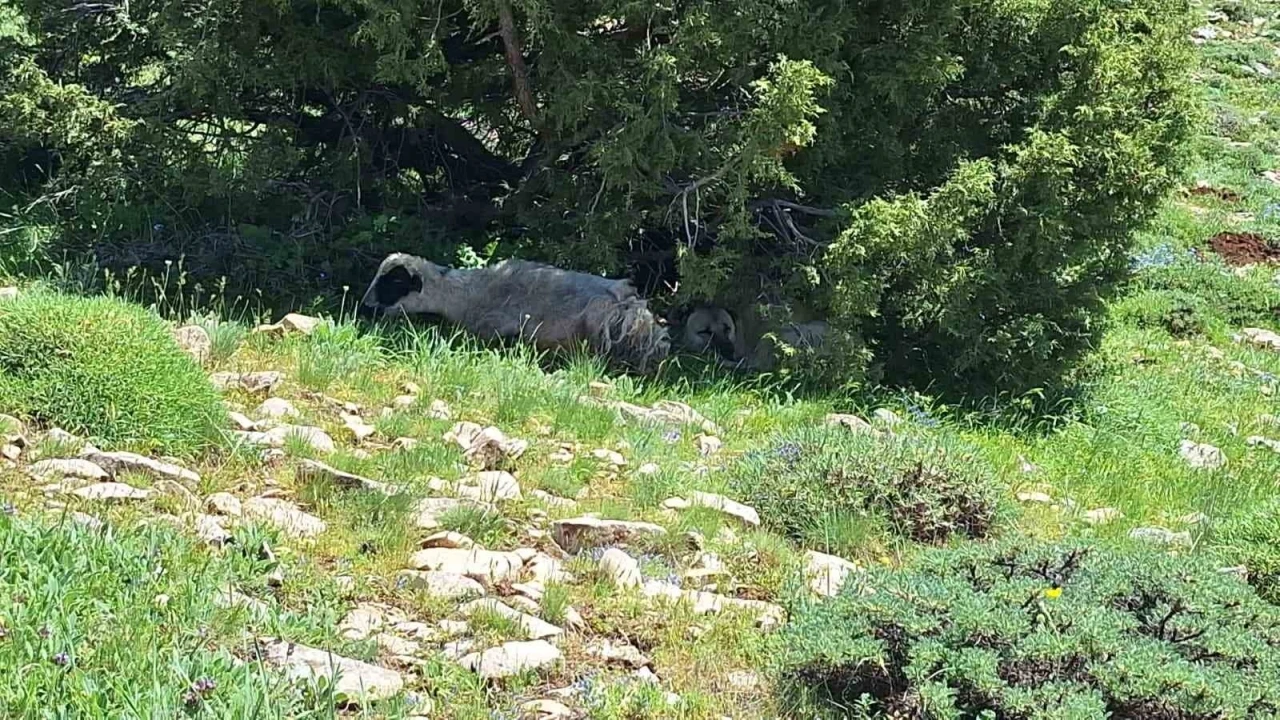 Kangalın sadakati yaylada dikkat &ccedil;ekti
