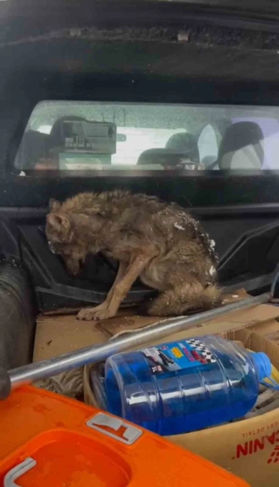 Kar nedeniyle a&ccedil; kalan kurt, k&ouml;pek barınağına sığındı
