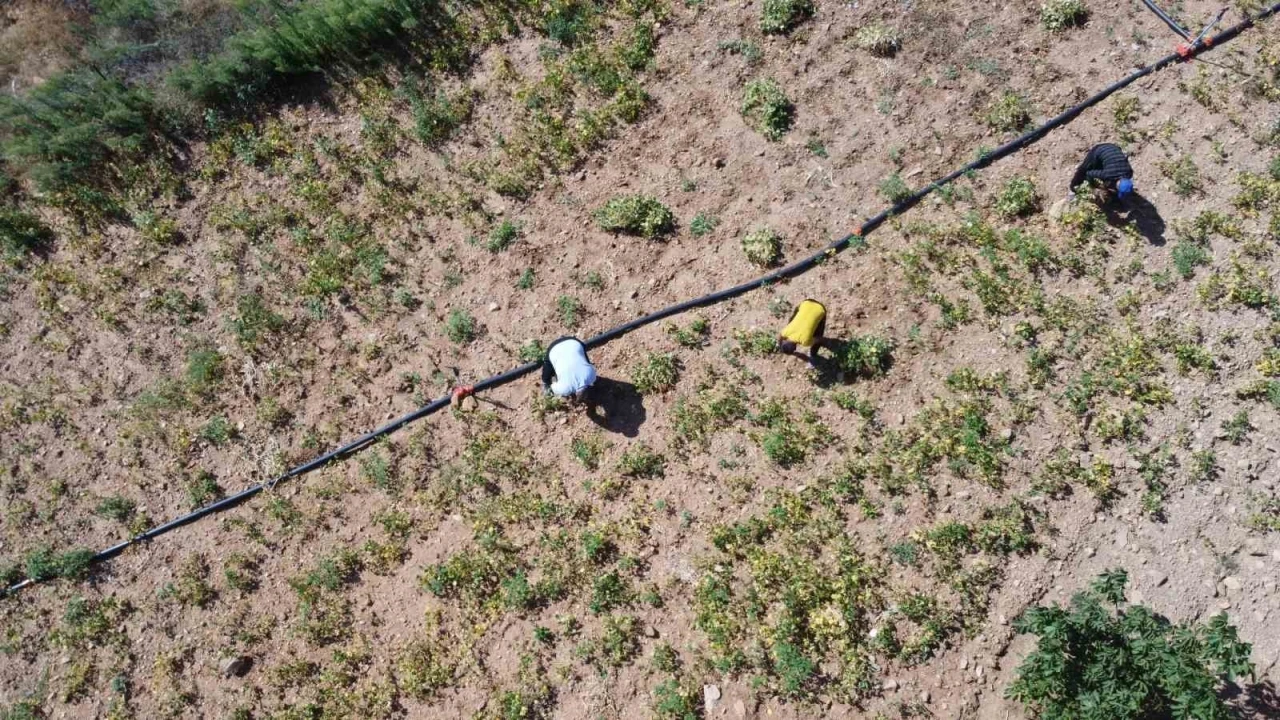 Kar suyuyla sulanan, beyaz fasulyede hasat zamanı
