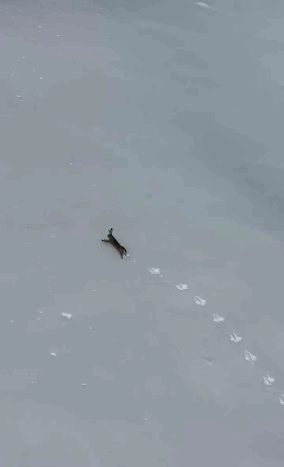 Kar &uuml;zerinde koşan yaban tavşanı g&ouml;r&uuml;nt&uuml;lendi
