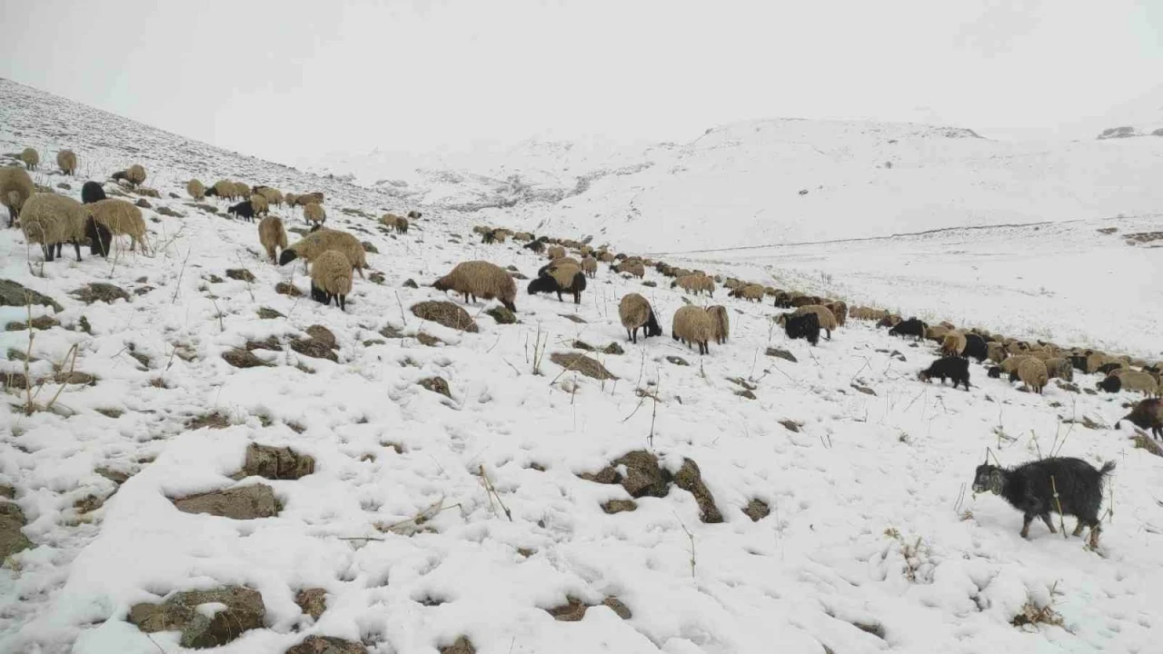 Kar yağdı, koyun sürüsü yaylada kaldı
