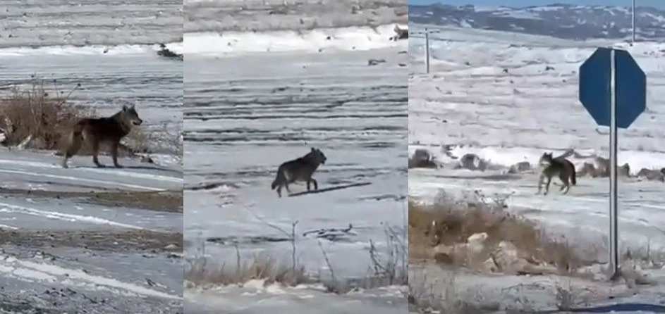 Kar yağdı, kurtlar şehre yaklaştı
