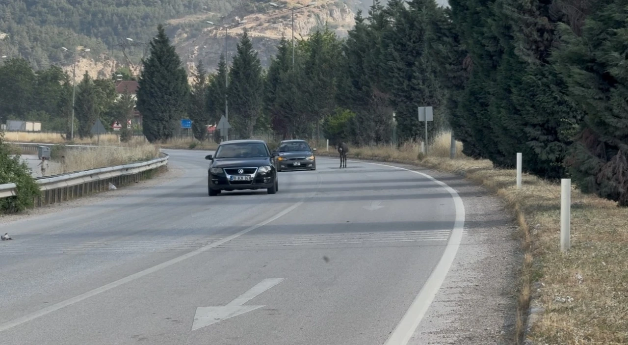 Kara yoluna &ccedil;ıkan eşek trafiği tehlikeye d&uuml;ş&uuml;rd&uuml;
