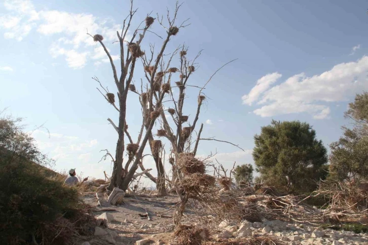 Karabataklar yeşil dokuya zarar verip, ağa&ccedil;ları kurutuyor
