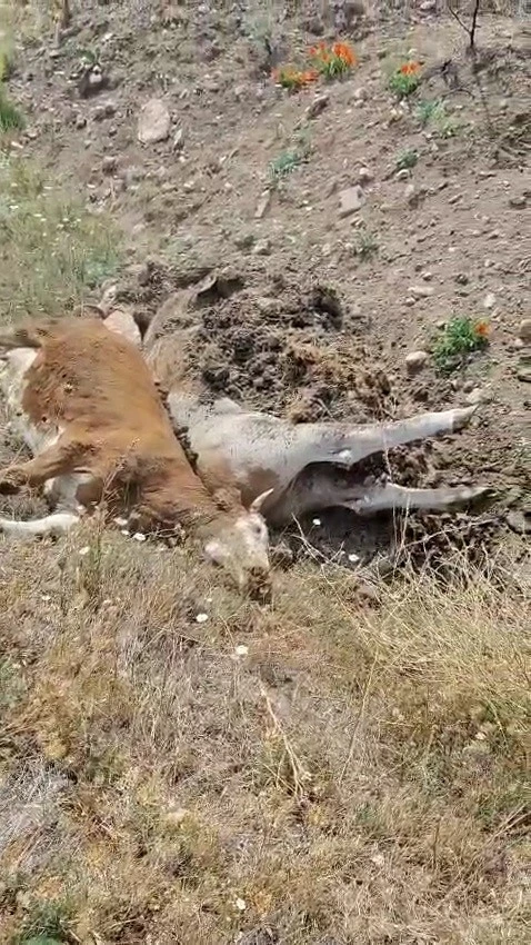 Karabük’te 3 inek şap hastalığından telef oldu
