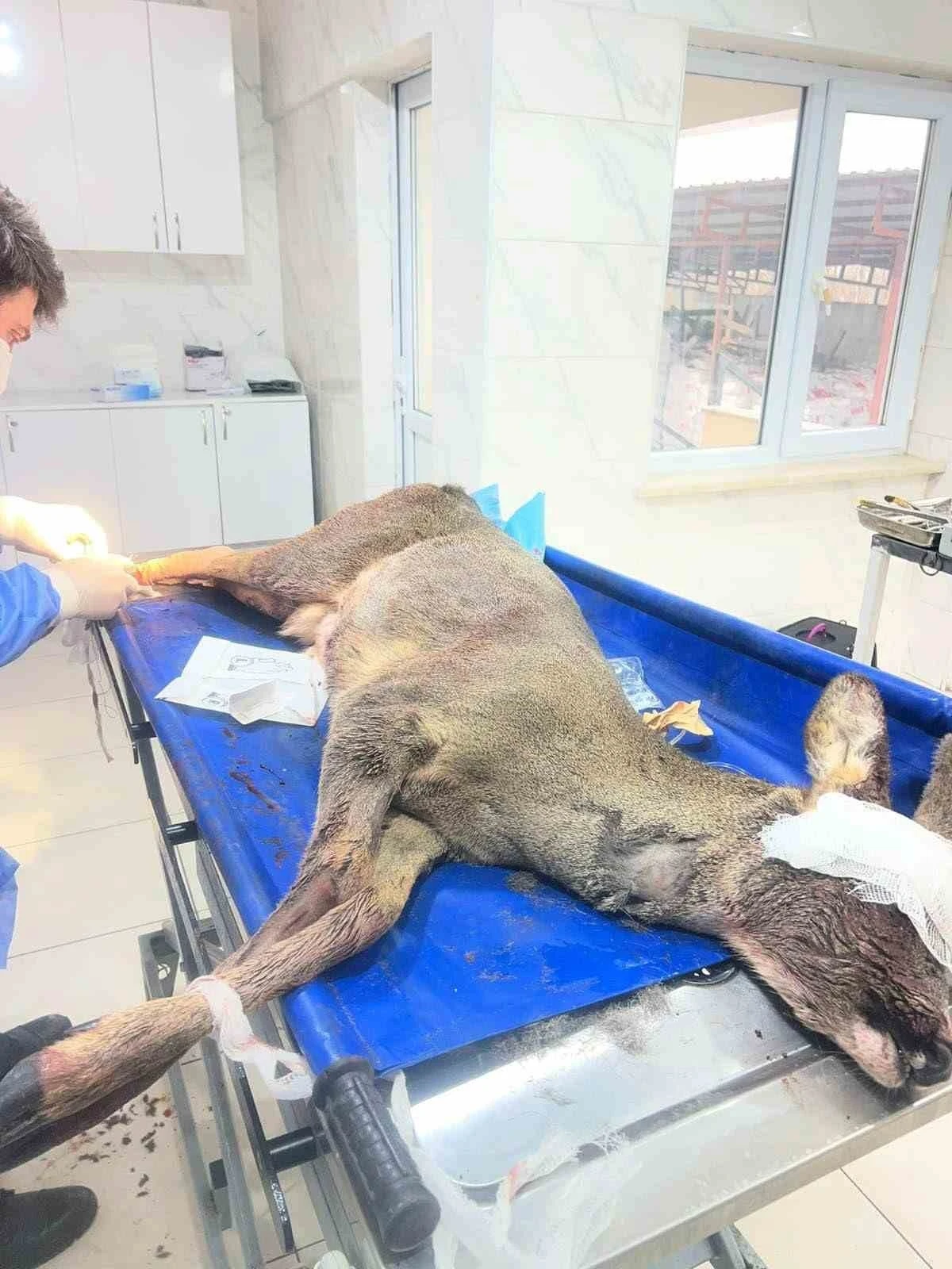 Karab&uuml;k&rsquo;te aracın &ccedil;arptığı karaca ameliyat edildi
