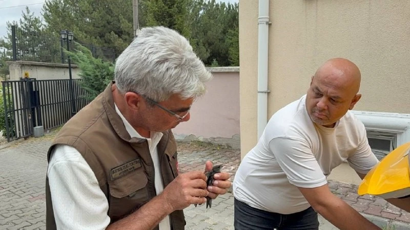 Karabük’te bitkin halde bulunan ebabil kuşu tedavi altına alındı
