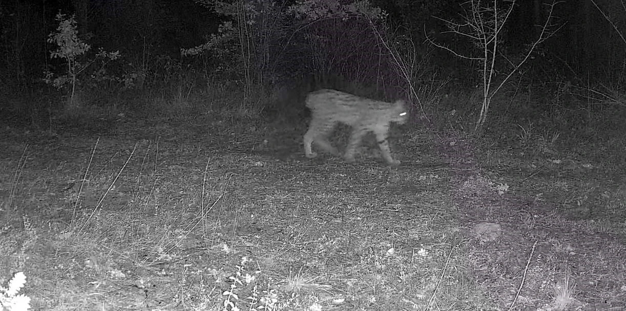 Karabük’te vaşak ve yavrusu ile kurt, fotokapana yansıdı

