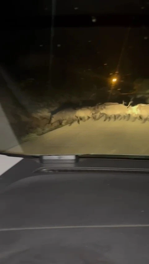 Karabük’te yola çıkan domuz sürüsü ve tilki kamerada
