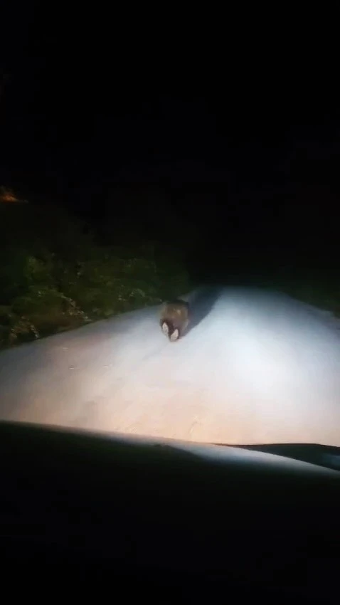 Karabük’te yolda koşan ayı kamerada