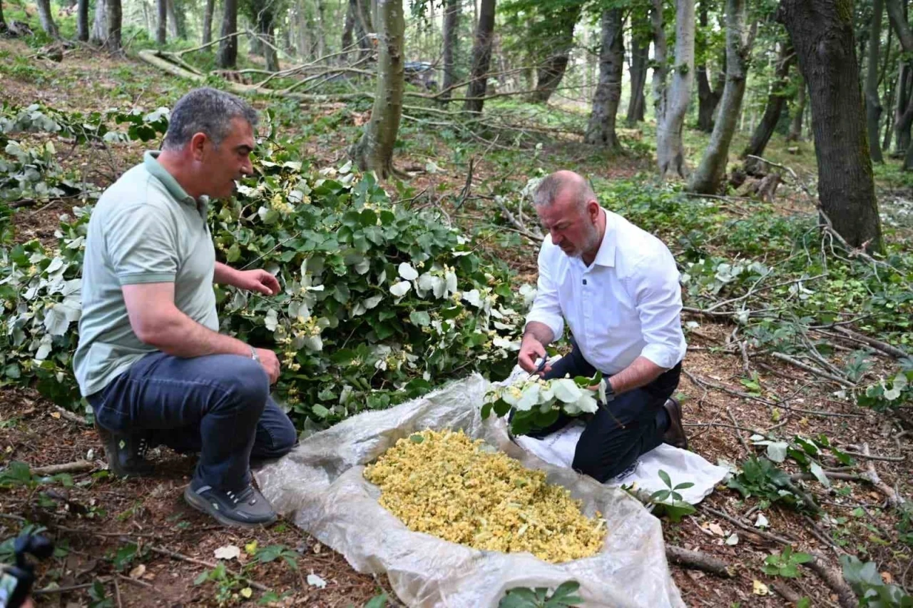 Karacabey&rsquo;de ıhlamur hasadı kırsal ekonomiye can katıyor
