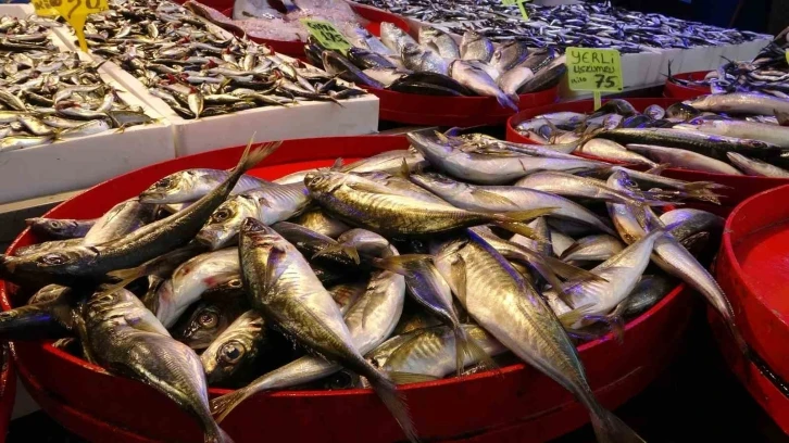 Karadeniz’de balık bereketi
