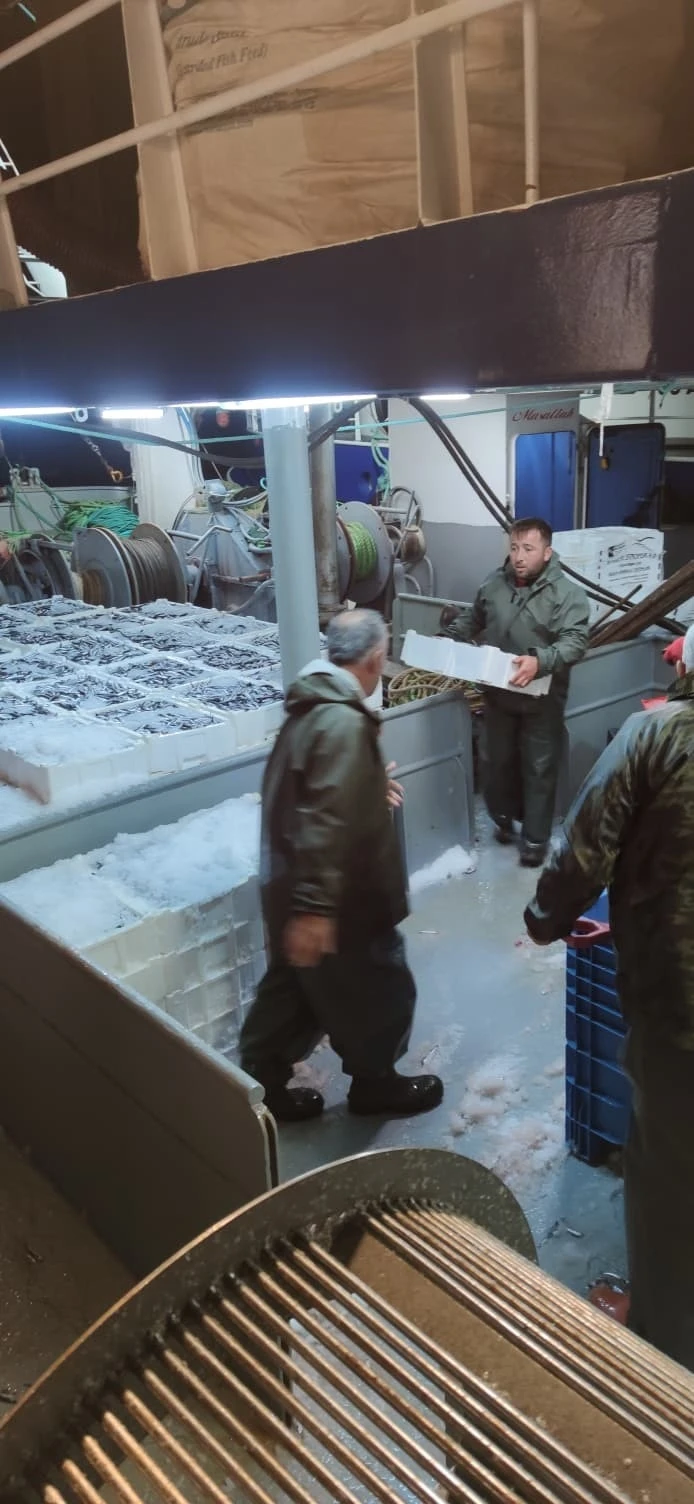Karadeniz’de hamsi bolluğu
