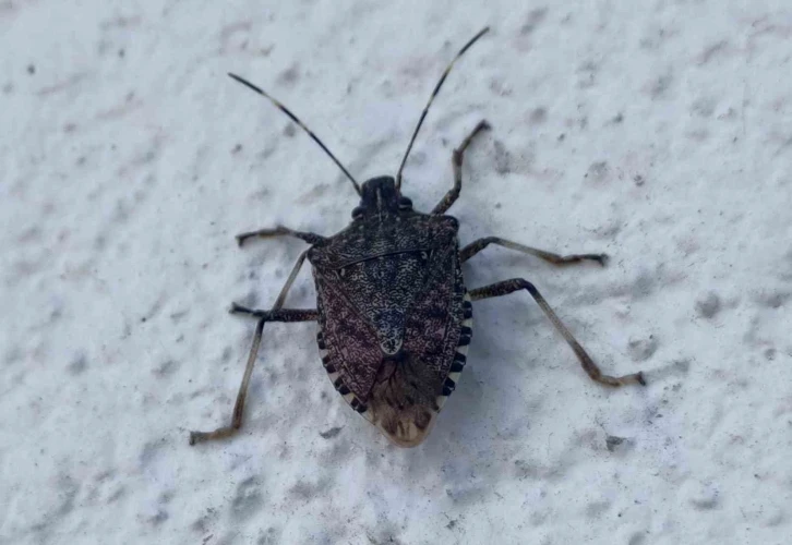 Karadeniz&rsquo;de &ldquo;kahverengi kokarca&rdquo; alarmı: "Topyekun m&uuml;cadele başlatılmalı"
