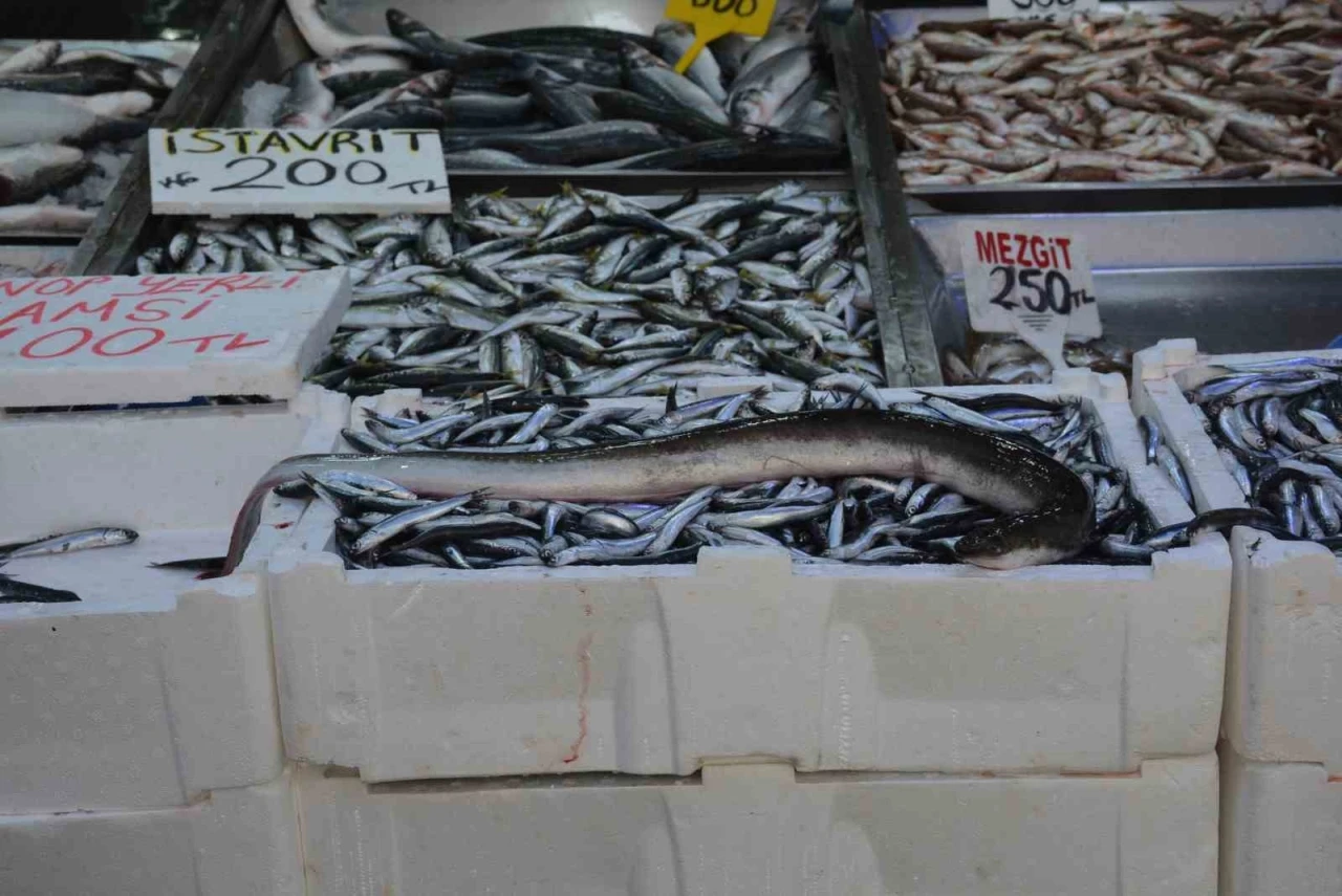Karadeniz’de nadir görülen yılan balığı yakalandı
