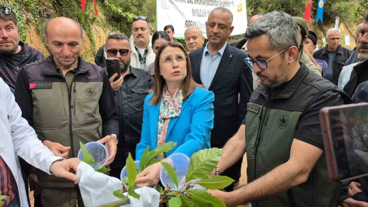 Karadeniz’de &quot;katil arılara&quot; karşı &quot;terminatör böceklerle&quot; mücadele
