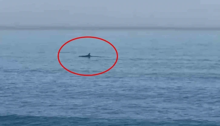 Karadeniz&rsquo;de yunuslar g&ouml;r&uuml;nt&uuml;lendi
