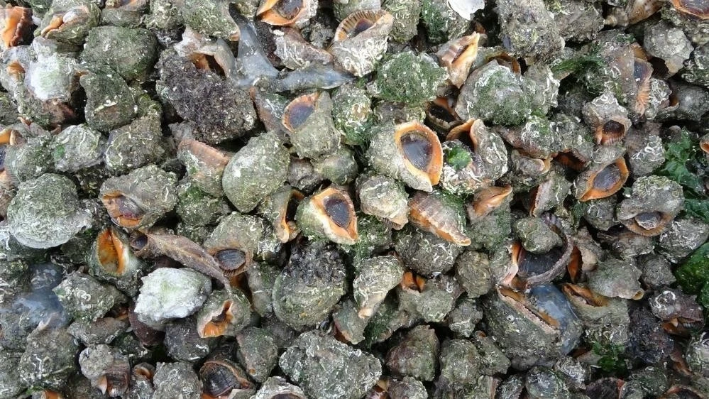 Karadeniz için en büyük iki tehdit: &quot;Deniz salyangozu ve taraklı medüz&quot;
