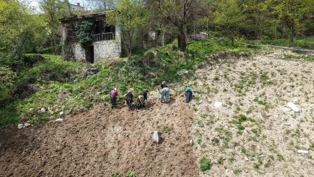 Karadeniz kadınının zorlu mesaisi başladı
