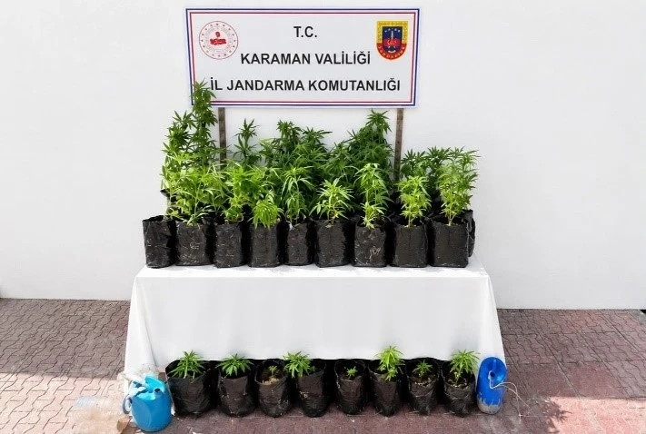 Karaman&rsquo;da 2 bin 802 k&ouml;k kenevir ele ge&ccedil;irildi
