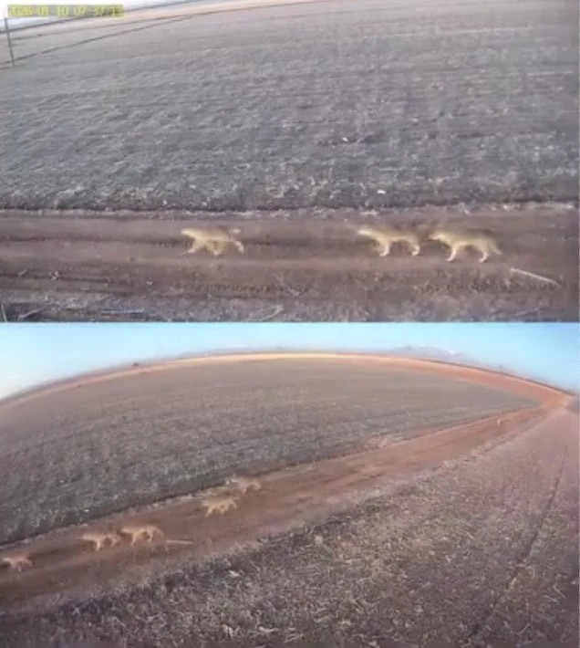 Karaman&rsquo;da a&ccedil; kalan kurtlar ovaya indi
