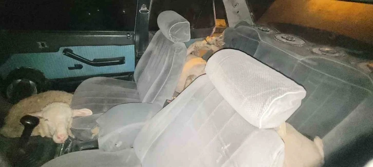 Karaman’da polisten kaçan otomobilde 7 çalıntı koyun çıktı
