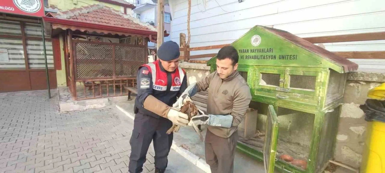 Karaman&rsquo;da yaralı bulunan kızıl şahin koruma altına alındı
