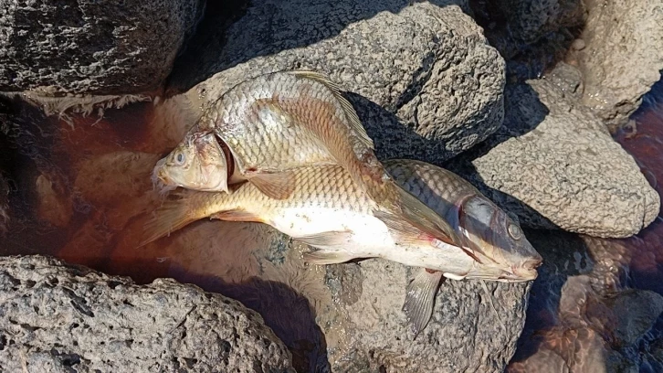 Karasu Çayı’na dökülen kimyasal atıklar yüzlerce balığı öldürdü
