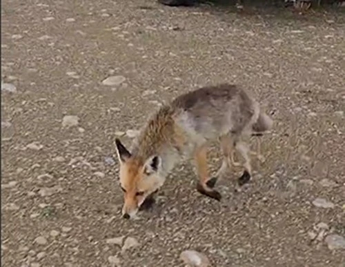 Karavanı ziyaret eden tilkinin görüntüleri yüzleri gülümsetti
