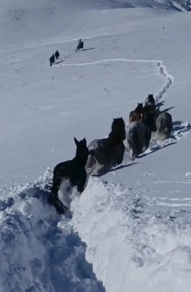 Karda mahsur kalan at ve katırlar g&uuml;venlik korucuları tarafından kurtarıldı
