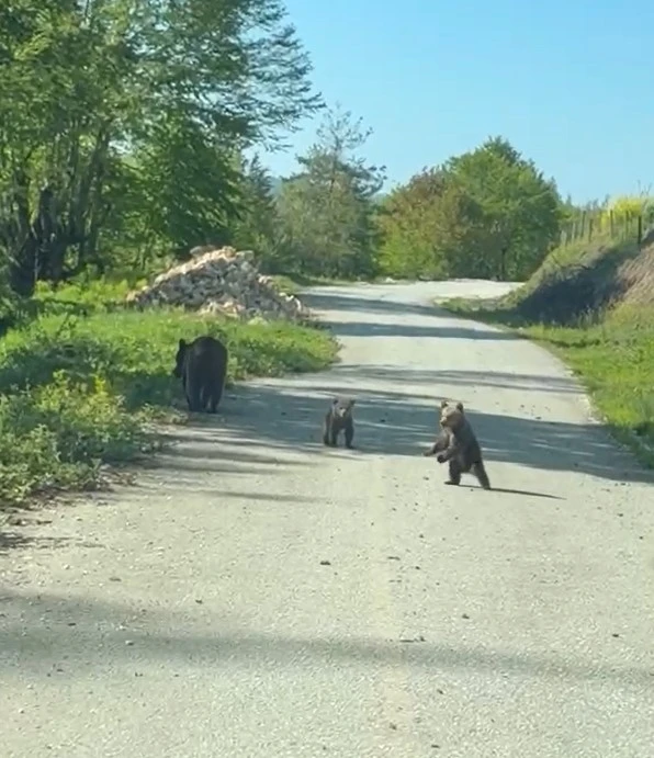 Kardeşlerin anne ayı ve yavruları ile sohbeti g&uuml;l&uuml;msetti
