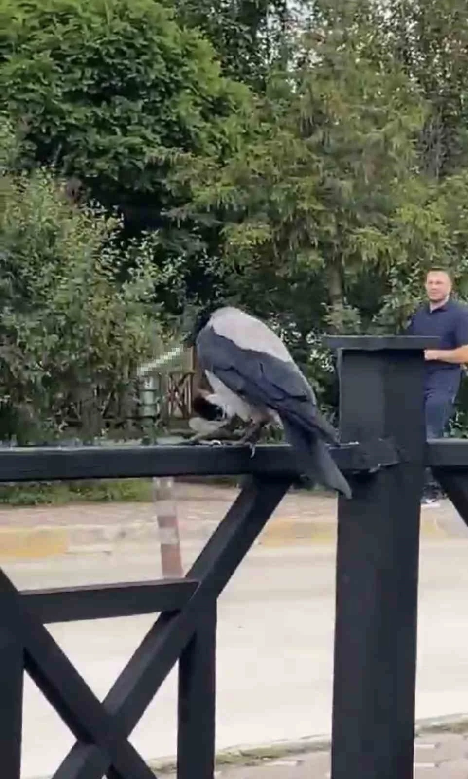 Karganın sigara sevdası izleyenleri g&uuml;l&uuml;msetti
