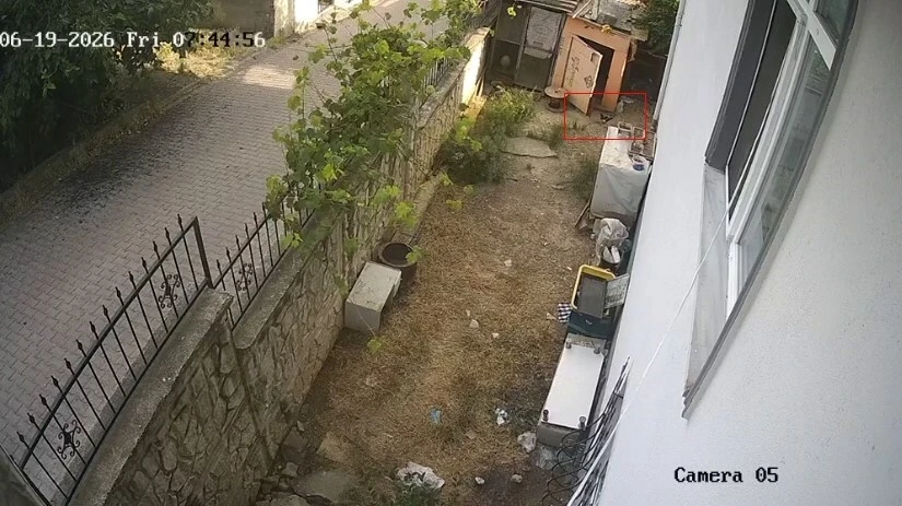 Karganın yumurta hırsızlığı kameraya yansıdı
