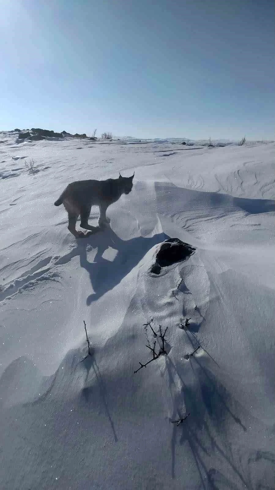 Karlıova&rsquo;da nesli t&uuml;kenme tehlikesi altındaki vaşak g&ouml;r&uuml;nt&uuml;lendi
