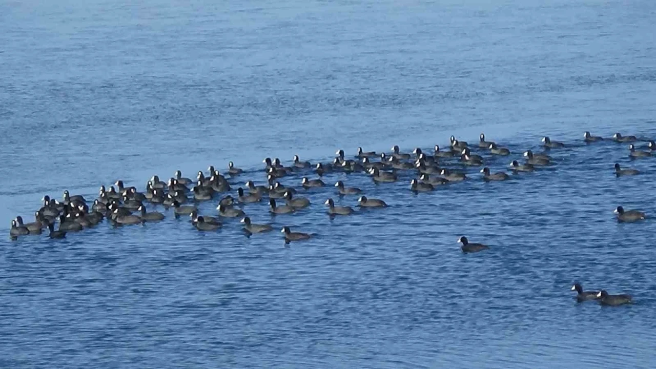 Kars&rsquo;ın "Yerli Penguenleri" g&ouml;rev başında
