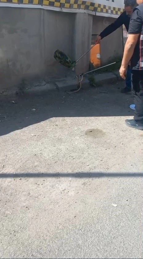 Kars’ta 1 metrelik yılan paniği
