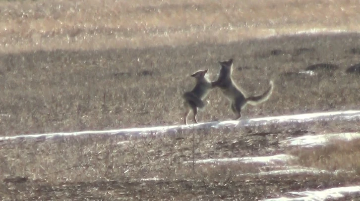 Kars&rsquo;ta eşine kur yapan tilki kamerada
