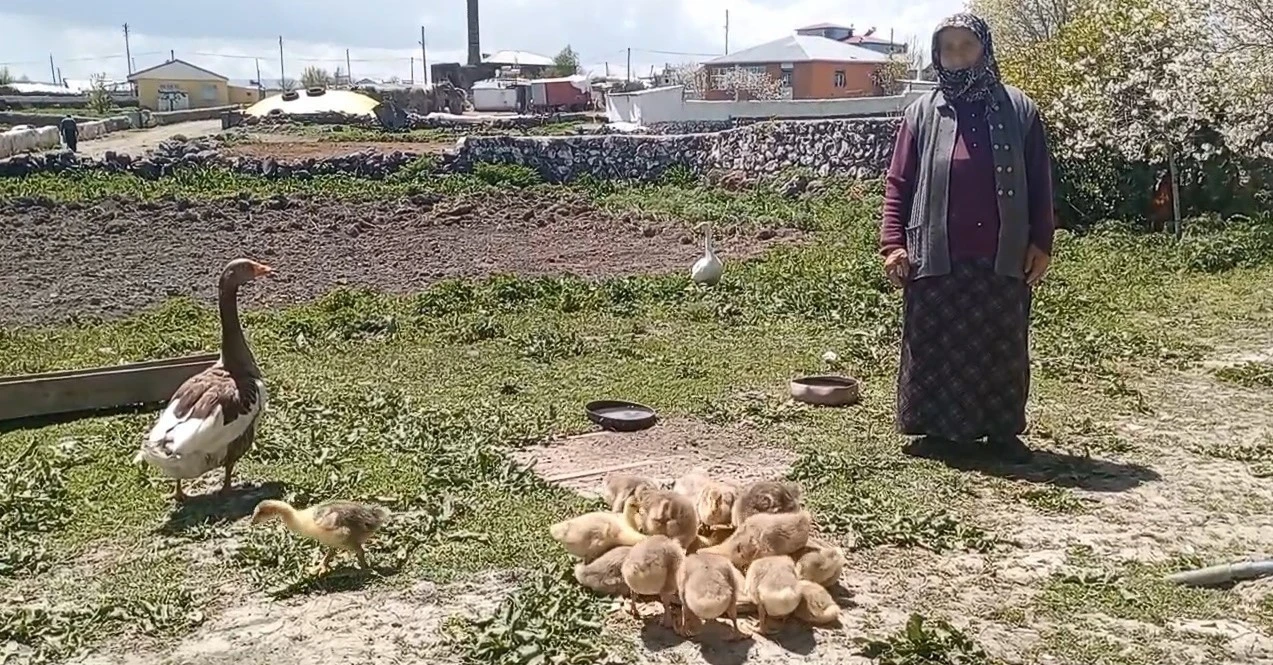Kars’ta kaz, gram altınla yarışıyor
