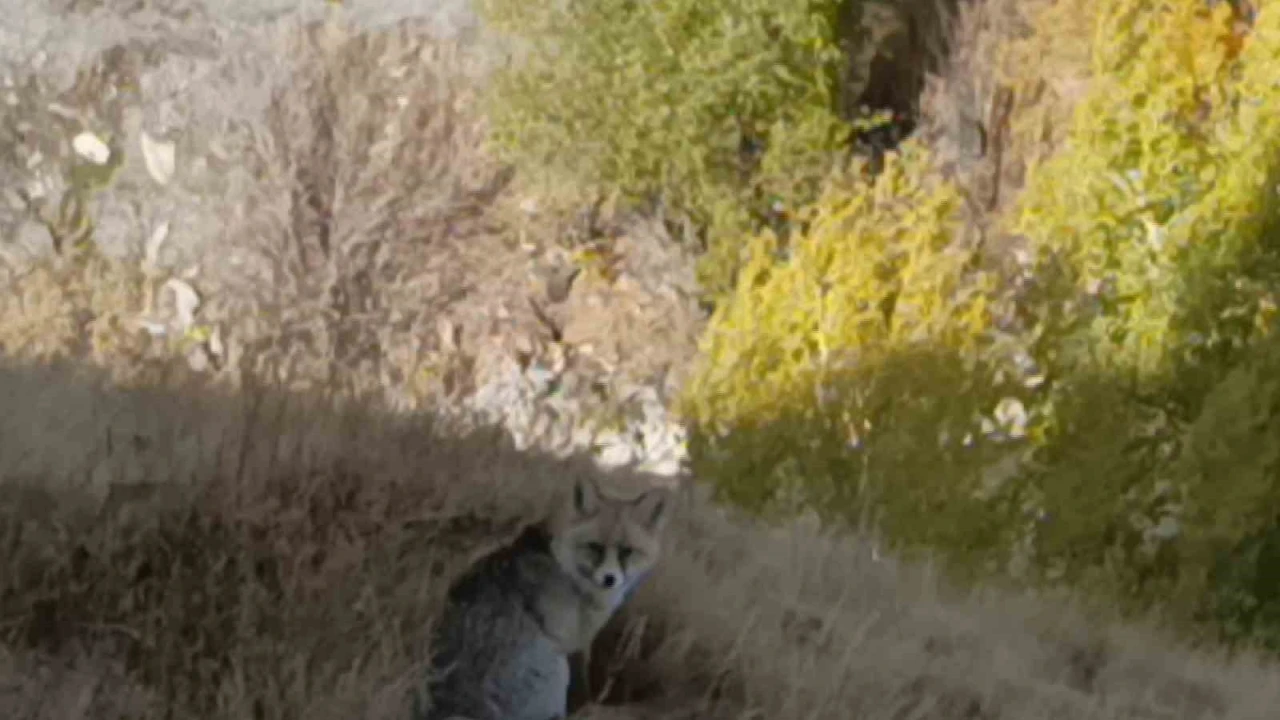 Kars’ta kızıl tilki yiyecek ararken görüntülendi
