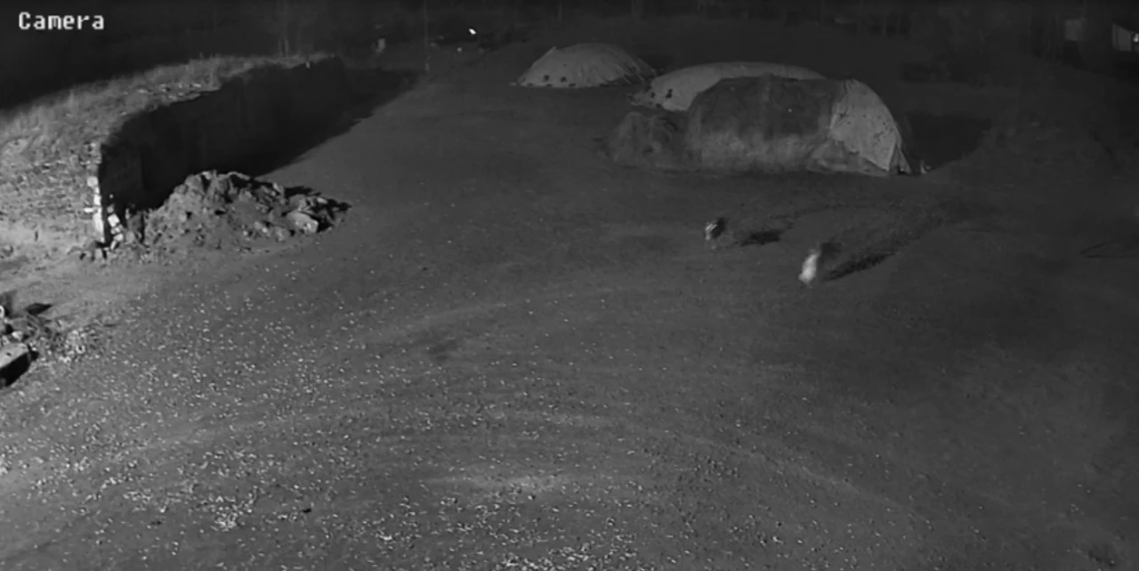 Kars&rsquo;ta kurtlar k&ouml;peği g&ouml;t&uuml;rd&uuml;
