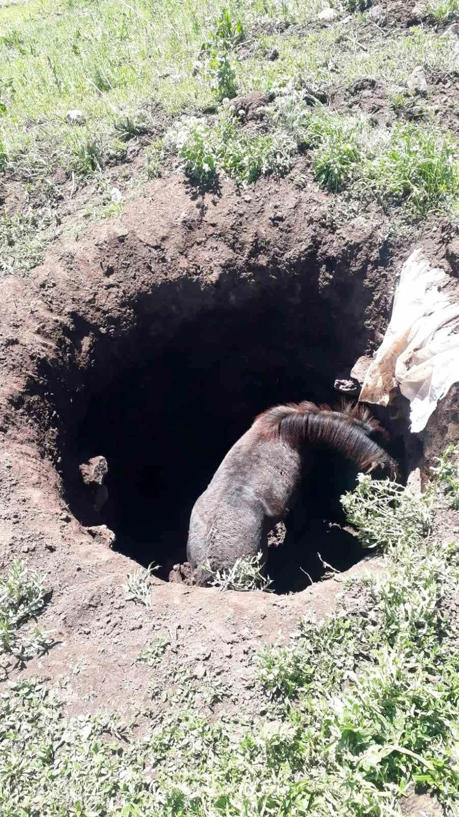 Kars’ta kuyuya düşen atı kendi imkanlarıyla kurtardılar
