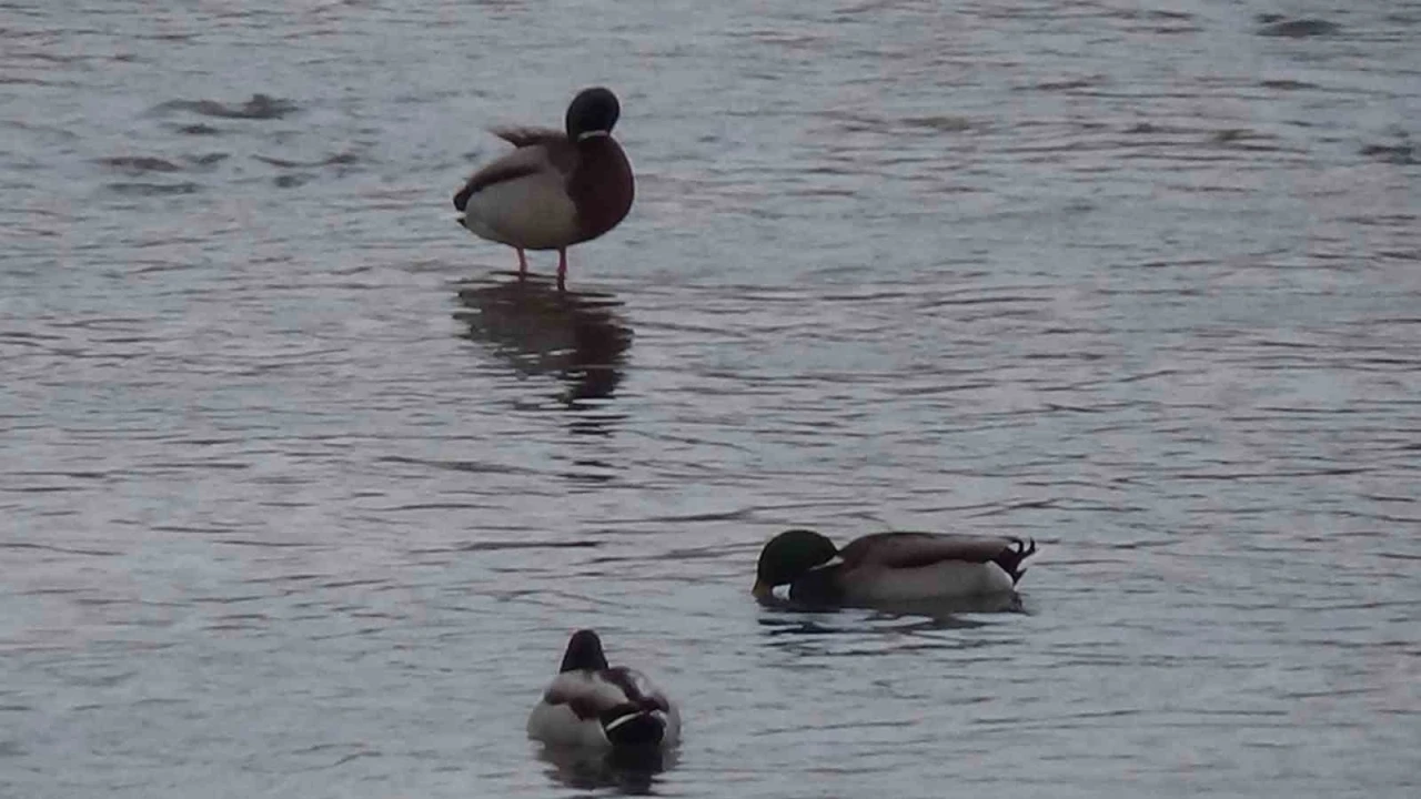 Kars&rsquo;ta yaban hayatı şehre indi: Yeşilbaş &ouml;rdeklerin yemek mesaisi kamerada
