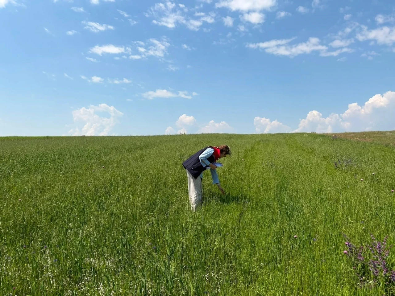 Kars&rsquo;ta yem bitkileri tespit &ccedil;alışmaları aralıksız s&uuml;r&uuml;yor
