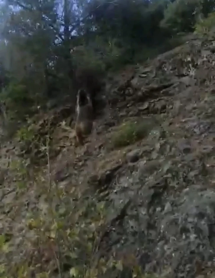 Karşılaştığı ayıyı "Oğlum gel" diye &ccedil;ağırdı
