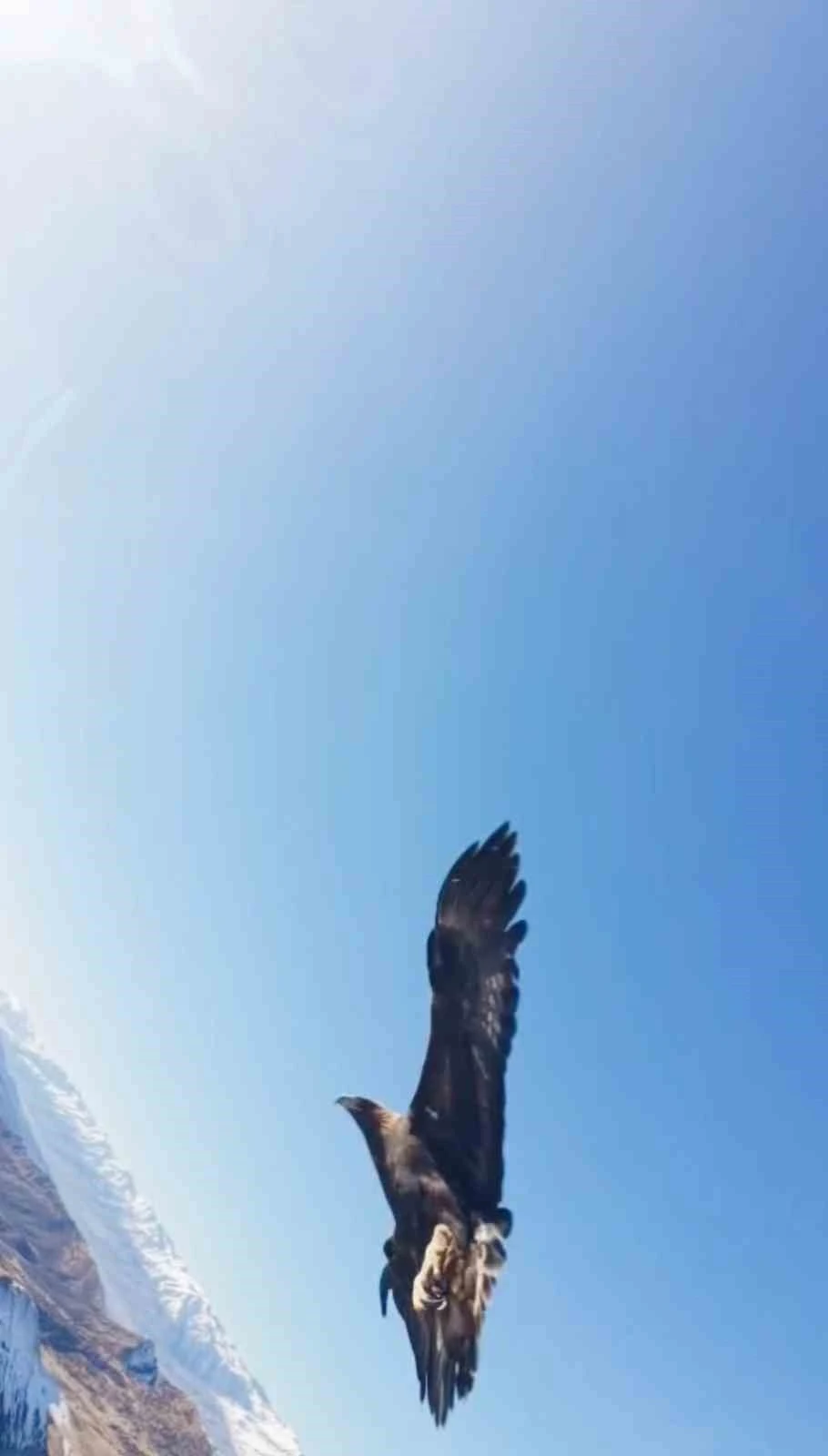 Kartal dronu kaptı, dağın zirvesine bıraktı: O anlar kamerada
