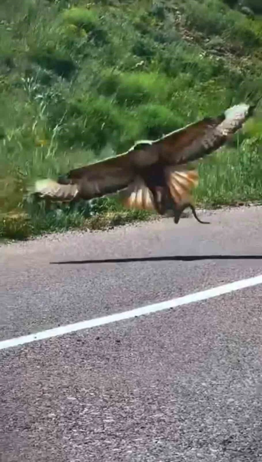 Kartalın nefes kesen yılan avı kamerada
