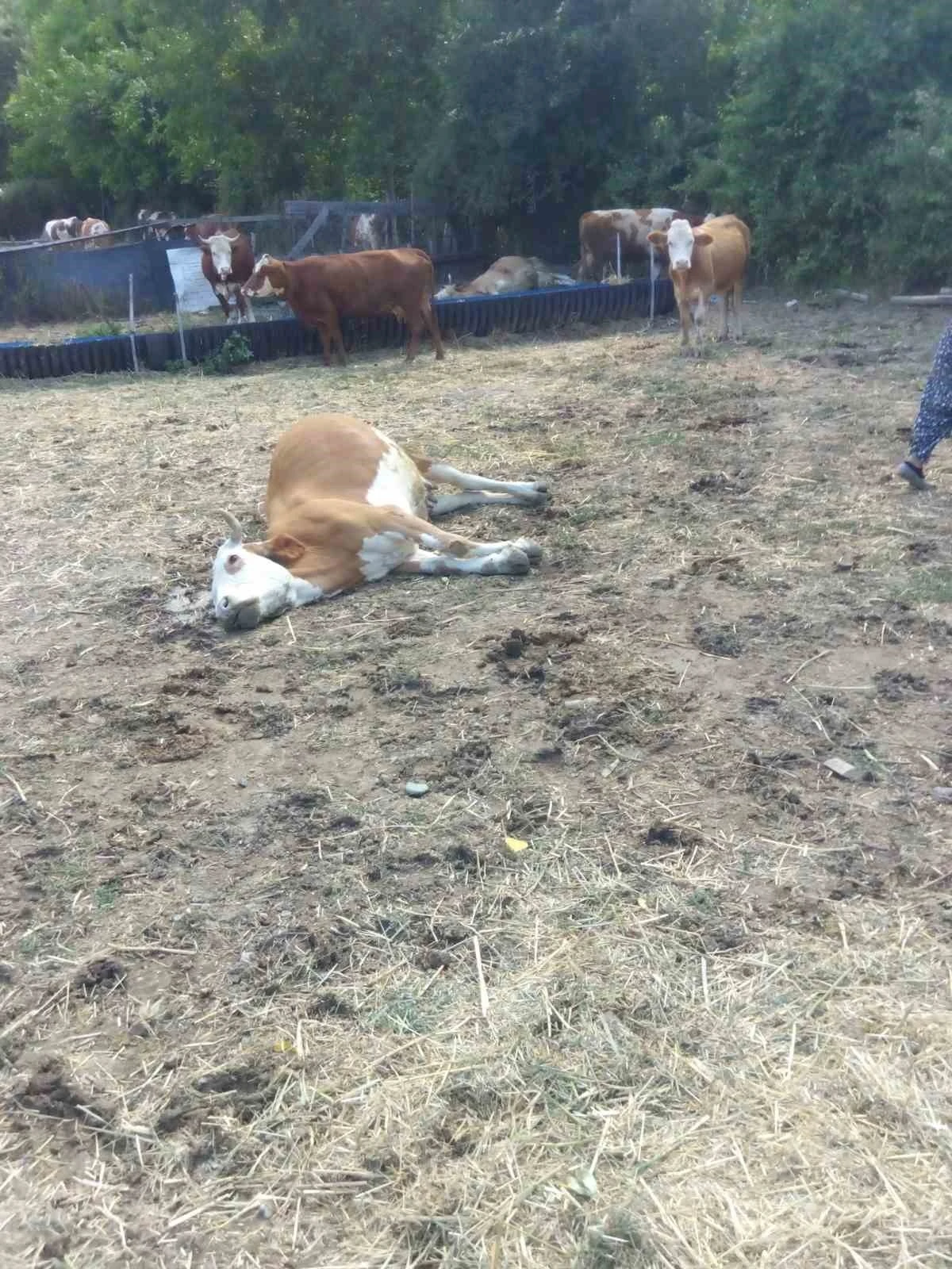 Kastamonu’da 3 büyükbaş hayvan dereden su içtikten sonra telef oldu
